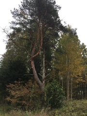 Cronartium flaccidum