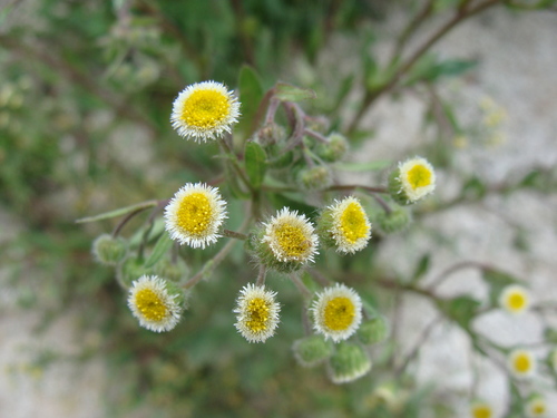 Image of Erigeron laevigatus by (c) Alexis López Hernández, some rights reserved (CC BY)