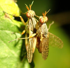 Dichetophora obliterata