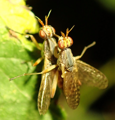 Dichetophora obliterata
