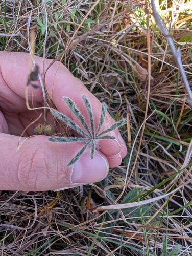 Potentilla heptaphylla, photograph 3