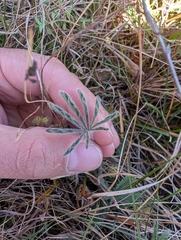 (c) Denys Vynokurov, some rights reserved (CC BY) Potentilla heptaphylla, photograph (c) Denys Vynokurov, some rights reserved (CC BY)