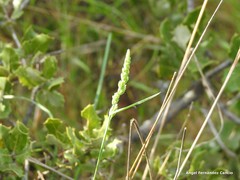 Dactylis glomerata hispanica
