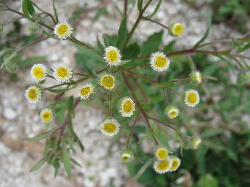 Image of Erigeron laevigatus by (c) Alexis López Hernández, some rights reserved (CC BY)