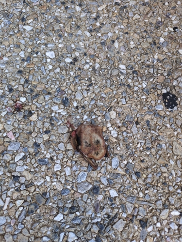Eastern Red Bat observed by ndb110