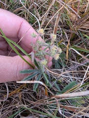 (c) Denys Vynokurov, some rights reserved (CC BY) Potentilla heptaphylla, photograph (c) Denys Vynokurov, some rights reserved (CC BY)