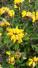 Phlomis viscosa