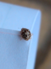 Psyllobora confluens