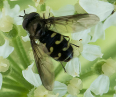 Dasysyrphus intrudens