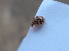 Psyllobora confluens