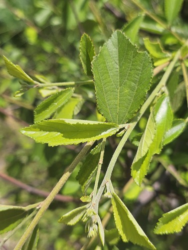 Grewia rhombifolia observed 2026-05-28