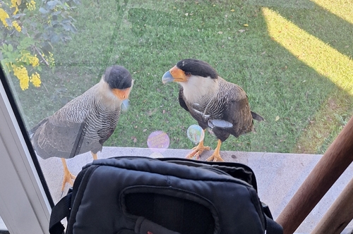 Crested Caracara