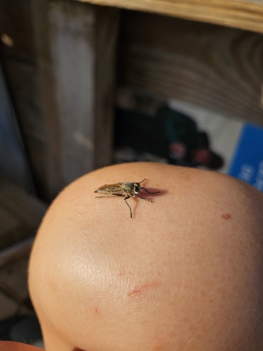 Dune Robber Fly