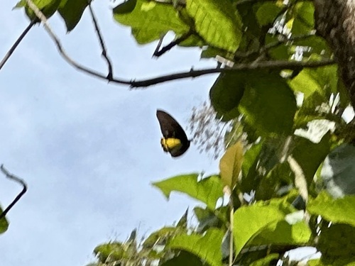 Photo of Common Birdwing (Troides helena)