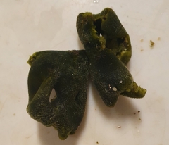 Codium adhaerens