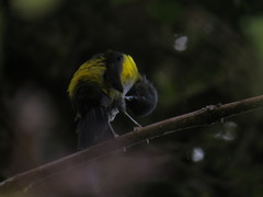 Phainoptila melanoxantha