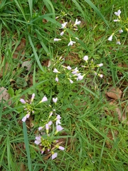 Cardamine pratensis