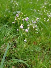 Cardamine pratensis