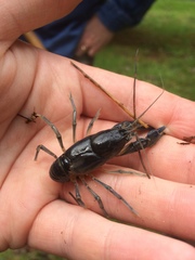 Cambarus dubius