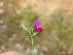 Vicia sativa nigra