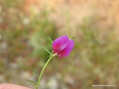 Vicia sativa nigra
