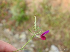 Vicia sativa nigra