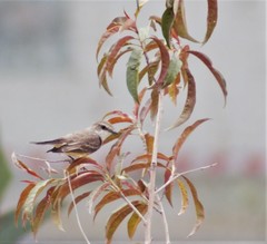 Pyrocephalus rubinus
