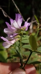 Lathyrus jepsonii californicus
