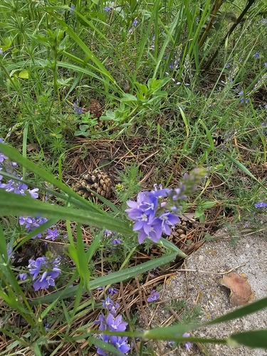 Veronica multifida, photograph 6