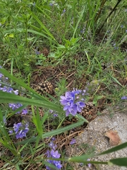 Veronica multifida, photograph author not stated, no rights reserved