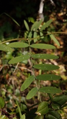 Lathyrus jepsonii californicus