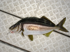 Latris lineata