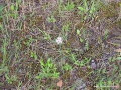 Silene colorata