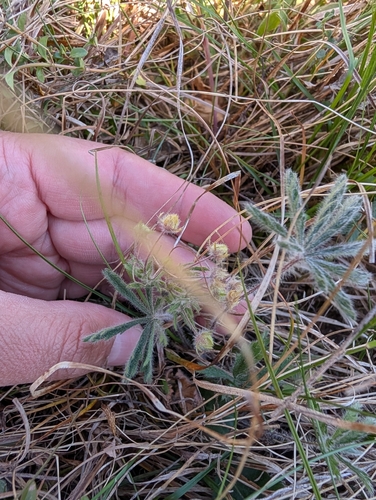 Potentilla heptaphylla, photograph 5