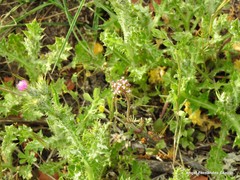 Centranthus calcitrapae