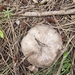 Karaoğlan Mantarı (Tricholoma terreum)