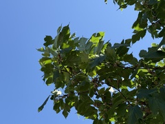 Morus mongolica, photograph (c) Jane Charlen, some rights reserved (CC BY)