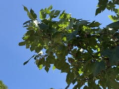 Morus mongolica, photograph (c) Jane Charlen, some rights reserved (CC BY)