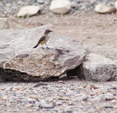 Pyrocephalus rubinus