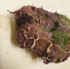 Lithophyllum incrustans