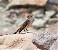 Pyrocephalus rubinus