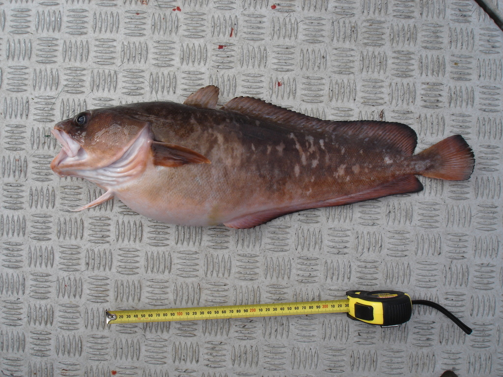 Bearded Rock Cod (Pseudophycis barbata) - Marine Life Identification