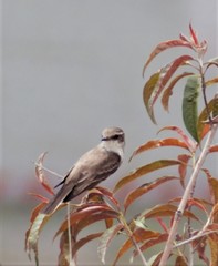 Pyrocephalus rubinus