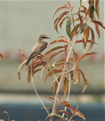 Pyrocephalus rubinus