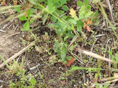 Cerastium brachypetalum