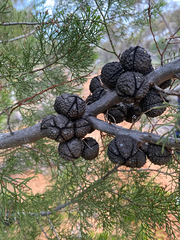 Callitris verrucosa, photograph (c) krumpianking, some rights reserved (CC BY)