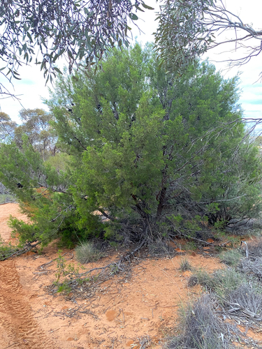 Callitris verrucosa