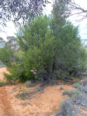 Callitris verrucosa