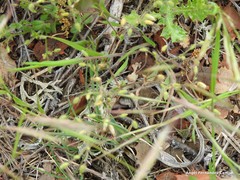 Cerastium brachypetalum