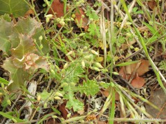 Cerastium brachypetalum